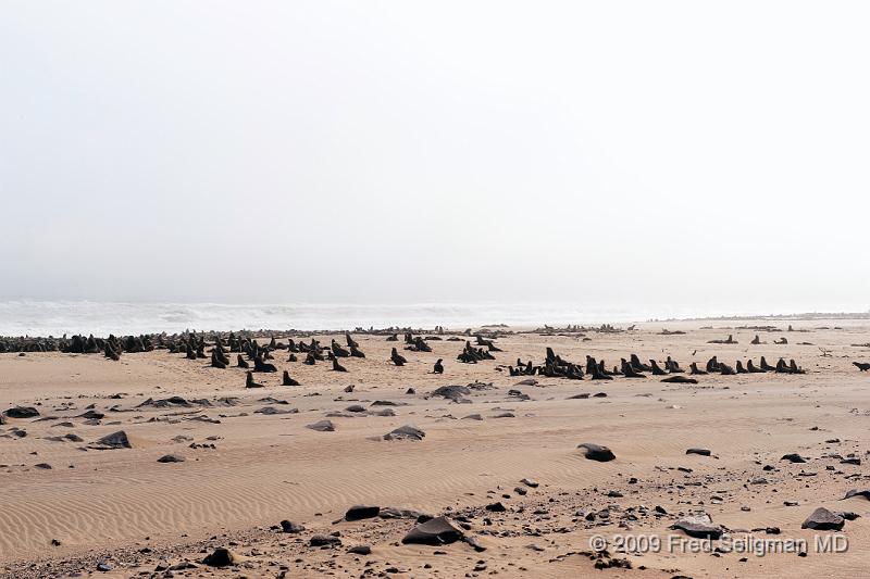 20090605_141124 D3 X1.jpg - Cape Fur Seals near Cape Frei.  They are a species of Sea Lions